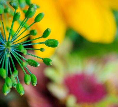 USA, Indiana, Fishers. Close-up of green flower buds.
