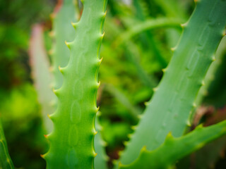 アロエの葉　クローズアップ