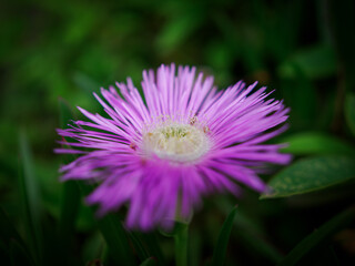 一輪のマツバギクの花