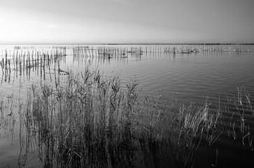 Nets and traditional fishing equipment used in the Albufera Natural Park, Valencia, Spain. Black and white image
