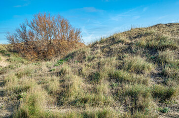 Fototapeta premium Mediterranean vegetation in the Albufera Natural Park, Valencia, Spain