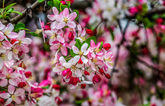 Colorful Japanese crab apple blossoms, Kenwood, Bethesda, Maryland.