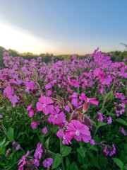 A vibrant field of red campion flowers in Denmark, showcasing wild nature. The pink flowers contrast beautifully with the green foliage and the soft sky at the horizon