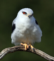 un elanio azul en españa posado en una rama