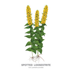 Loosestrife spotted (Lysimachia punctata) - moisture-loving cultivated grassy perennial. Botanical drawing with stems, yellow inflorescences, leaves, roots and plant name isolated on white background.