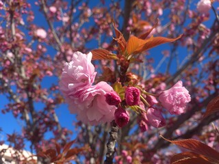 Vibrant spring blossoms on cherry tree against clear blue sky