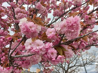 Blooming cherry blossoms in springtime garden setting