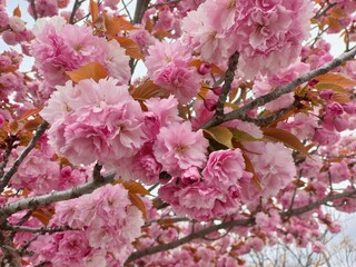 Blossoming pink cherry flowers on a spring day for nature and floral inspiration
