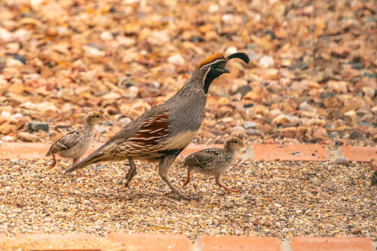 USA, New Mexico. Gambel's quail male and chicks.