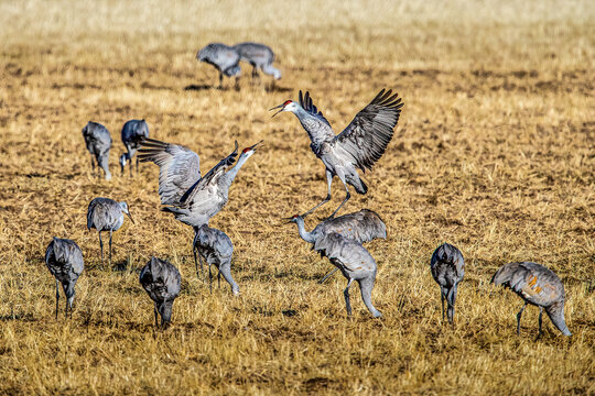 Sandhill cranes, wintering at Bosque del Apache in New Mexico, vocalize to one another.