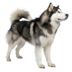 Fototapeta premium Majestic Alaskan Malamute: A striking full-body shot captures the essence of an Alaskan Malamute, showcasing its thick fur, piercing eyes, and proud stance.