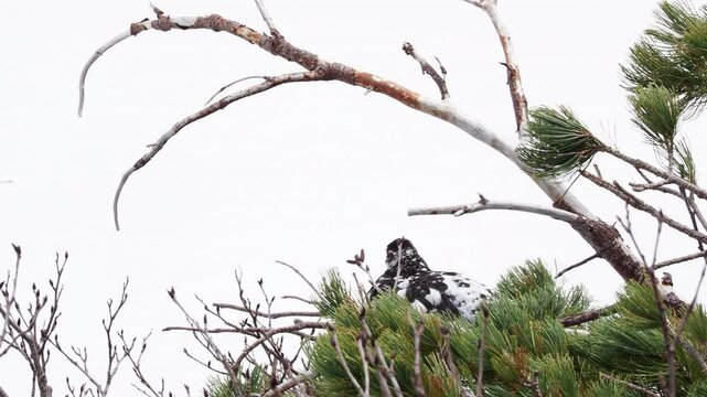 初夏の立山の室堂山頂の可愛い雷鳥の姿