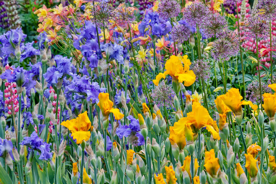 USA, Oregon. Garden in full bloom with bearded iris and Russell lupine.