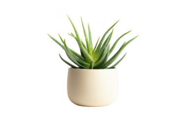 Aloe vera plant in a flower pot, isolated on a white background, png, transparent