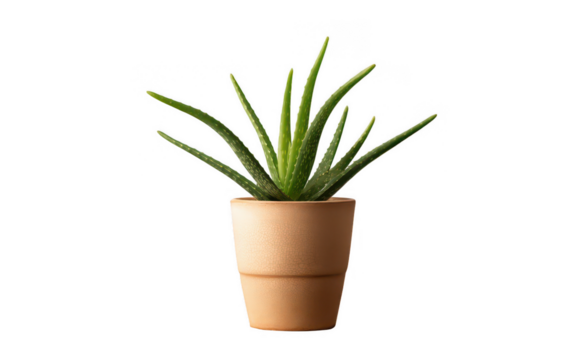 Aloe vera plant in a flower pot, isolated on a white background, png, transparent