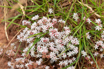 English stonecrop (sedum anglicum) flowers in bloom