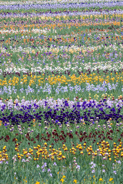 USA, Oregon. Rows of bearded iris in field