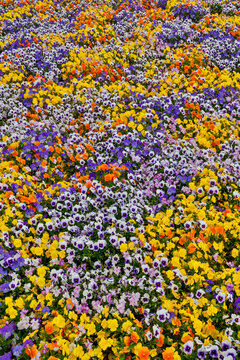 USA, Oregon. Flower display in mass of colorful Violas