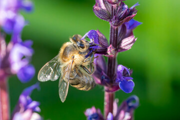 Nahaufnahme einer Biene © BundArt