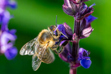 Nahaufnahme einer Biene © BundArt