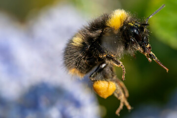 Nahaufnahme einer Biene