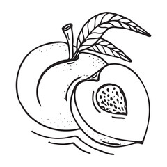 Peach sketch. Beautiful cartoon black and white outline. Hand drawn fruit illustration for greeting cards, posters, recipe, culinary design. Isolated on white background. 