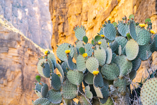 USA, Texas, Big Bend National Park. Santa Elena Canyon and blooming prickly pear cactus.