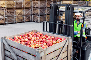 Forklift carries crates of fruit, driver work, ripe, red, fresh, tasty apples in container. Friendly millennial bearded man in hard hat drives truck, lifts up goods, on many wooden crates background