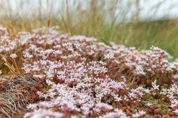 Fototapeta premium English stonecrop (sedum anglicum) flowers in bloom
