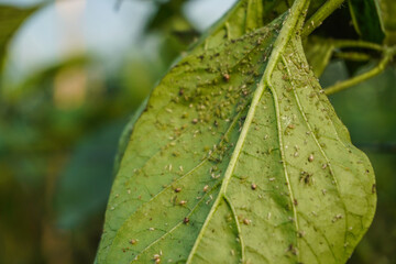 Problem of whitefly effect on leaves and branches of vegetables plants in field inside greenhouses,...
