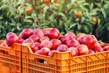 Full crate wooden crates of fresh apples. Farm harvesting, vintage style of harvest storage. Many boxes with delicious fresh ripe red fruits on plantation at garden, outdoor, copy space, vertical
