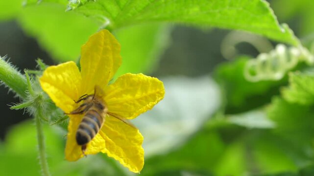 The bee lands gently on the cucumber flower and extracts nectar from its heart. This helps the garden to blossom and bear fruit. We can observe the diligent work of the bee