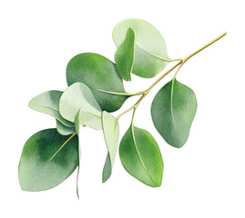 PNG Green eucalyptus sprig leaf illustration watercolor.