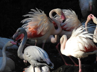 Flamingi odpoczywające w cieniu