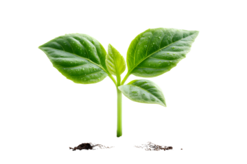 A vibrant young plant with lush green leaves emerging from soil ideal for nature and growth co