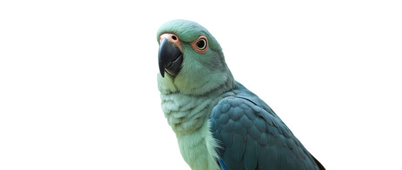 Pionus Parrot – Subtle Understated Plumage in Shades of Blue – Close-Up Portrait