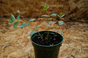 Baby eucalyptus plants in a greenhouse. New, growing plants.