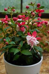 Potted upright fuchsia plant. Pink and white flowers.