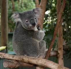 Koala on a Tree Branch