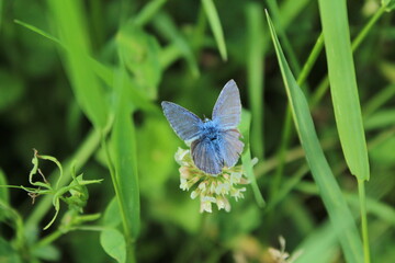 The common blue butterfly (Polyommatus icarus) forages on a white clover flower. Panoramic photo of an insect in green grass on a summer afternoon in Czech republic. Touch of delicacy and elegance 
