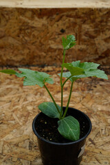 Young luffa plant sitting on a shelf in a greenhouse.