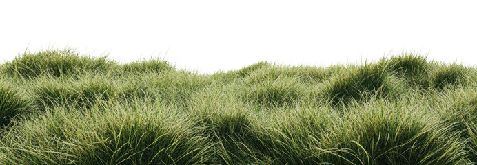 PNG Green grass border vegetation natural lush.