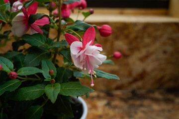 Potted upright fuchsia plant. Pink and white flowers.