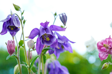Beautiful purple and pink columbine flowers. Foral background with bokeh spots.