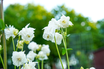 Multi layer, white columbine flowers.