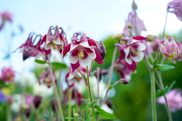 Common burgandy and whtie columbine flowers growing outdoors.