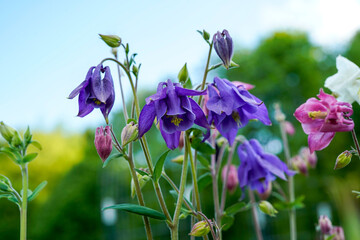 Beautiful purple and pink columbine flowers. Foral background with bokeh spots.