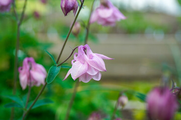 Pink and white, multi layer, columbine flowers blooming outdoors.
