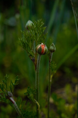 An orange ranunculus flower beginning to bloom in an outdoor garden.