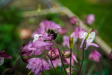 Bumblebee on a pink and white columbine flower. 